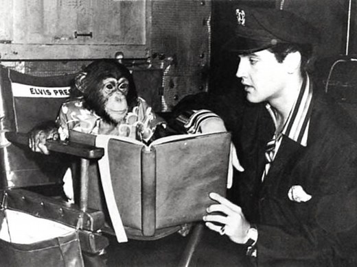 Scatter, Elvis Presley's booze-swilling pet chimpanzee