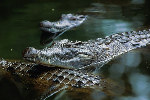 How do crocodiles mate? At times tender, communal, or even not at all – here’s a guide to crocodile sex | Discover Wildlife
