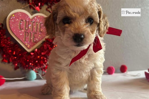 Friday - Cavapoo Puppy BB9BBC