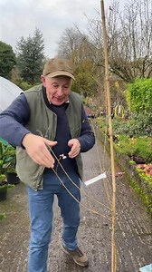 Prunus “Autumnalis Rosea “ is a Winter Spring Flowering Cherry .Dainty flowers smother the branches on this small medium sized tree for months . . Planting time is from now ,available in webshop https://pergolanurseries.ecwid.com ALL IRELAND DELIVERY  WEBSHOP https://pergolanurseries.ecwid.com Pergola Nurseries Garden Corner, Virginia,Co Cavan | Pergola Nurseries Garden Corner | Facebook