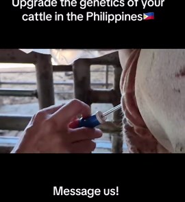 Cattle Breeding in the Philippines! #cattle #breeding #AI #agriculture
