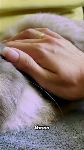 Is Your Bunny Bonding? 3 Signs You’re Winning!