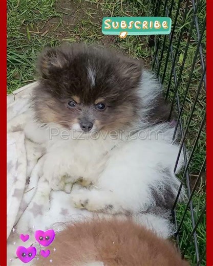 Donald – An Adorable Pomeranian Puppy! 🧡🐶