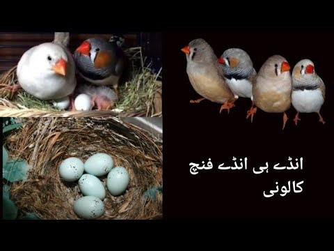 zebra Finch breeding season ||zebra Finch eggs laying to hatching time full video||#finchbird #finch