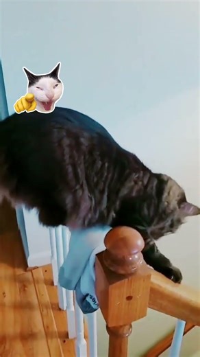 Epic Fail Cat Moments That Will Make You Cry Laughing 😂#Short