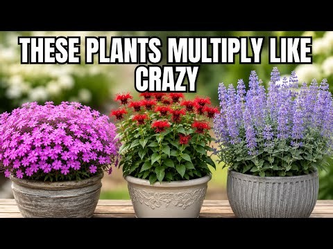 No Time to GARDEN? Plant These 9 Perennials NOW