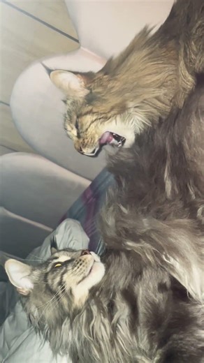 Achille et Mimi 🥰