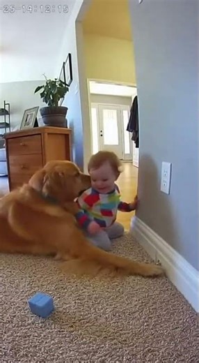 Dog Saves Toddler From Outlet Shock