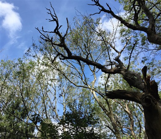 Ash dieback is triple whammy for net zero plans