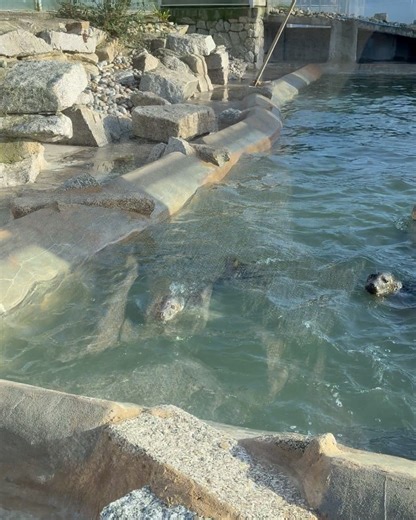 Cornish Seal Sanctuary on Reels