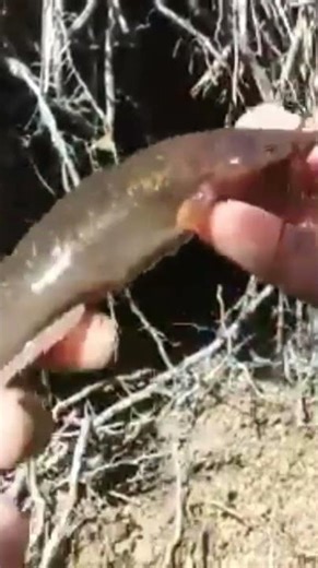 Fishing rod at palm tree roots caught 2 soft baboons #shorts