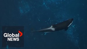 Kiska, Marineland’s lone killer whale and last captive orca in Canada, has died - The Global Herald