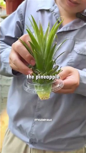 🍍 Grow Pineapple at Home from Scraps! 🌱 Easy Step by Step Guide