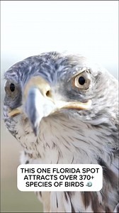 1.8K reactions · 220 shares | THIS ONE FLORIDA SPOT ATTRACTS OVER 370+ SPECIES OF BIRDS  #florida #visitflorida #wildlife #wildlifephotography #birdwatching #birdlife | St. Johns River Water Management District | Facebook