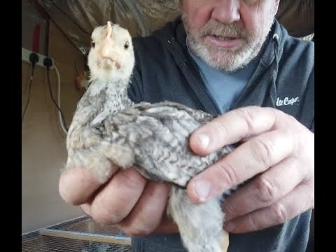 When Can Chicks Go Outside into a Coop?