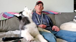33K views · 1.1K reactions | Husky Puppy Howling! Kira the Husky puppy finds her voice! So it wasn't a lot of howling, but we got some puppy howls for the first time! The other dogs started and she sort of figured it out! I am sure as she gets older she will figure it out better, but man was that cute! And yes, we have lots and lots of fun puppy vlogs coming. So hopefully you don't get sick of these puppy adventures! | Snow Dogs Vlogs | Facebook