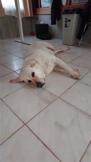 その力【#ワンハウス / One House #japan #short #shortsyoutube 】 #puppy #garden #猫 #住宅 2026年2月14日 #labrador