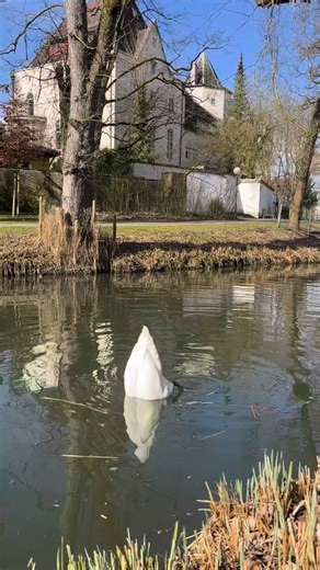 Peaceful Swan Lake Views #SwanLake #SwanLakeBeauty #SwanLakeLife #SwanLakeWorld #SwanLakeDaily #LovelySwan #GracefulSwans #SwanNature #SwanLovers #SwanLakeMoments #PeacefulLake #LakeWildlife #NatureVibes | Swan II