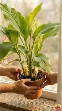 This Turmeric Root Becomes Something Unexpected #plantlife #gardening #timelapse