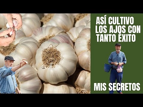 How to successfully sow or plant garlic, step by step | TUTORIAL