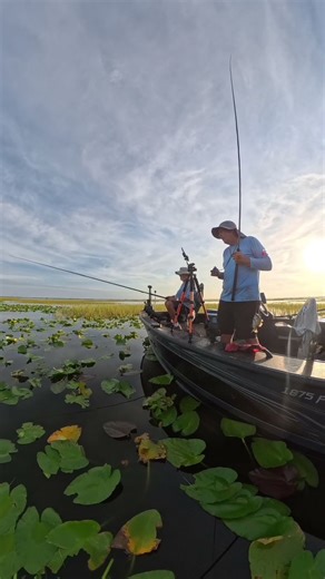 The hookset of HOOKSETS #shellcracker #panfish #bluegill #fishing