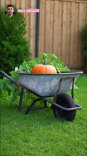 Growing pumpkins in an old wheelbarrow. #garden #gardening #farming