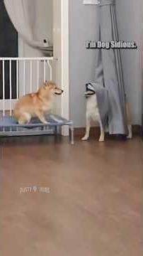 Dog Sidious 🐕💨