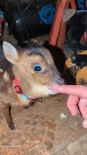 Adorable Baby Muntjac Deer Eating Berries | Cute Fawn Video