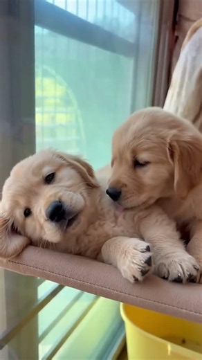 Two puppies are loving eachother