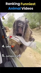 Ranking Funniest Animal Videos!😺