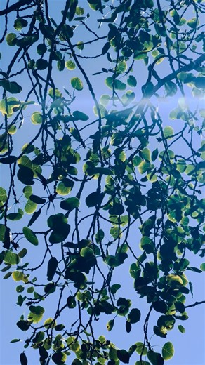 Quaking Aspen | Ruidoso Today