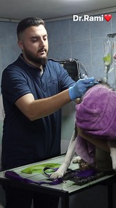 10M views · 520K reactions | Cat  vs dog  vaccination ❤️ | Dr. Rami Awwad | Facebook