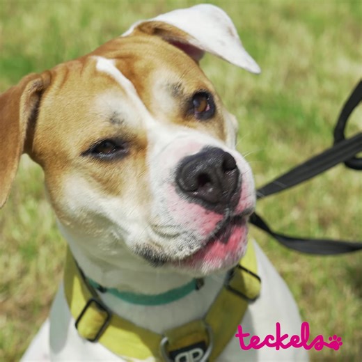 😿 April 2025 – Urgent Donor Appeal At Teckels, love is at the heart of everything we do. Every day, we rescue, rehabilitate, rehome, and reunite animals in desperate need of care, warmth, and security. 💕 But right now, donations aren’t keeping up with the rising costs of food, shelter, and medical care for the cats and dogs who rely on us. This April, show some love to animals in need. For just £10 a month — less than the price of a weekly coffee — you can bring joy, comfort, and a second chan