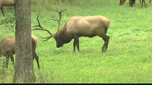 WATCH: Live camera shows elk during bugling season