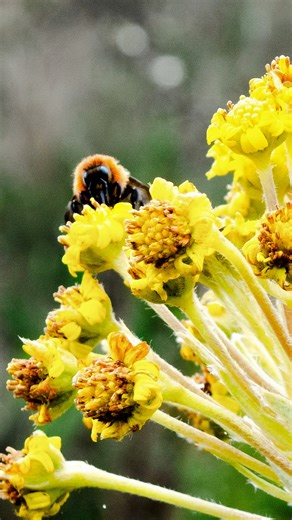 LA IMPORTANCIA DE LAS ABEJAS 🐝 📸💚 . . Las abejas son cruciales para el equilibrio de los ecosistemas, ya que su papel en la polinización es esencial para la reproducción de plantas, incluyendo cultivos de alimentos. Sin ellas, la biodiversidad y la producción de alimentos se verían gravemente afectadas. Las abejas transportan el polen de una flor a otra, permitiendo la fecundación y la producción de frutos y semillas. . . #natureza #plants #vida #naturephotography #naturelover #abejas #bee #b
