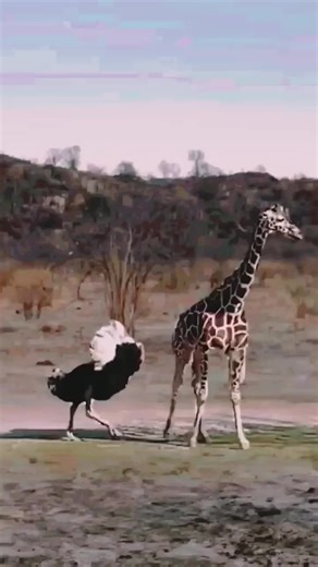 Giraffe 🦒 Funny Moments 😂😁 | Wildlife Animal Attack