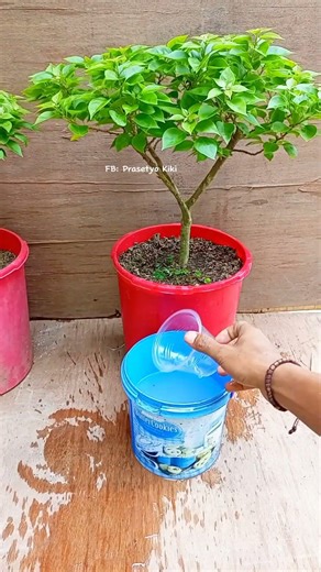 fertilizing bougainvillea 🌳