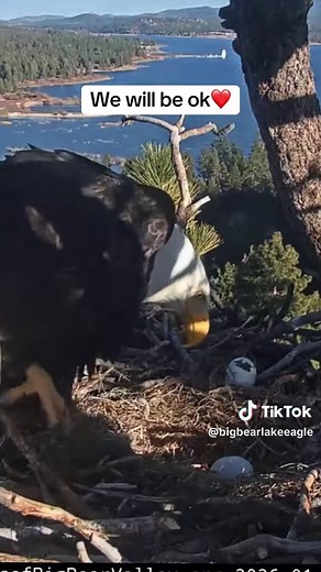Nature is beautiful, but it can be so brutal. 💔 In a devastating turn of events caught on the Friends of Big Bear Valley live cam, Jackie and Shadow’s first two eggs of the season were lost to ravens on Friday afternoon. 🦅🥚 The nest was left unattended for several hours, giving the ravens a window to move in. While the V.V. Daily Press reports the loss is official, we’re holding out hope that Jackie might lay a second clutch later this season. For now, we're just sending our favorite eagle pa