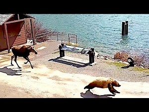 Moose Chases Grizzly Bear Into A Window