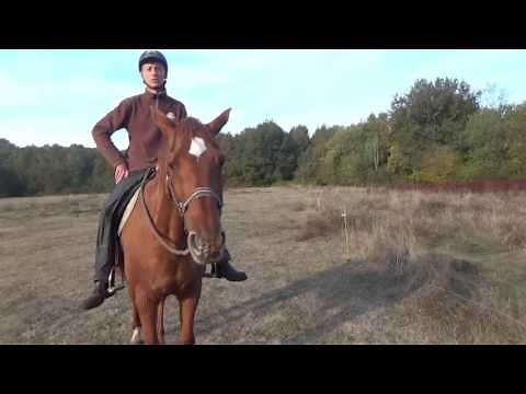 Maîtrisez l’épaule en Dedans : Améliorez vos compétences | techniques d'équitation naturelles