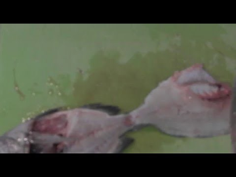 Clean Sheepshead EASY with an Electric Knife