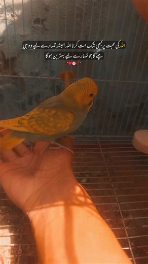 👑FAZEEL PIRZADA 💞✌