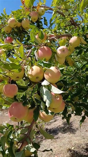 Juicy yellow apple fruits in a beautiful apple orchard