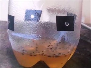 North Queensland Native Stingless Bees - Simple Phorid Fly Trap And Control