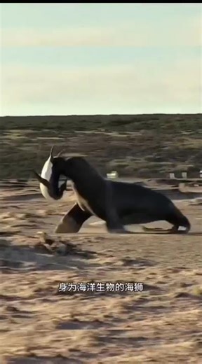 Sea Lion Vs Penguin #short #fact #penguin