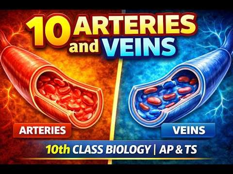 10 Arteries and Veins | 10th Class Biology | Rapid Revision | AP & TS