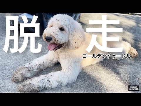 【驚愕】脱走から帰ってきた愛犬ゴールデンドゥードルの姿が…！？？？【大型犬】
