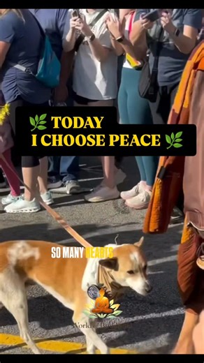 World Of Buddhism on Instagram: "So many hearts have been touched in ways we may never fully see. The kindness, wisdom, and peaceful presence shared along this journey are quietly changing lives. May the small seeds of peace planted in people’s hearts grow into real compassion and gentle actions. May that kindness spread further and reach even more people, near and far. May the Buddha, the Dhamma, and the Sangha continue to guide and protect this path. Today I choose peace. I will walk calmly, s