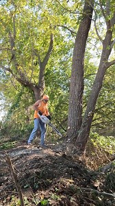 Scenes from "Week Cuts" - Best logging scenes of the week. No music, no narration | Boys In The Woods