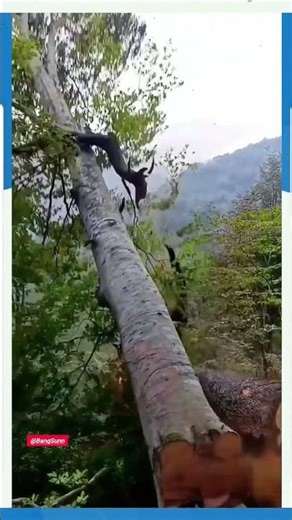 Cutting Down Two Massive Trees at Once | Extreme Big Tree Felling Process